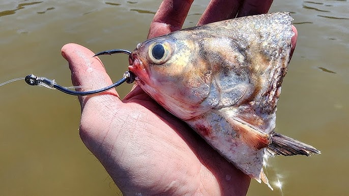 GIANT FISH Live In SUBMERGED BRUSHPILES!! (Biggest of the year