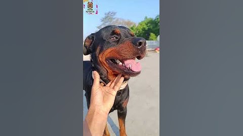 the rott daster shorts | #rottweiler #dastar #dog #shorts #short