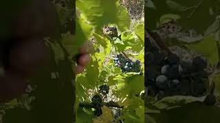 Главная ошибка умных людей ...