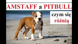 AMSTAFF a PITBULL  czym się RÓŻNIĄ