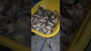 Caught over 100 lbs of queen  conch in on on reef in the  Baahamas  #shorts