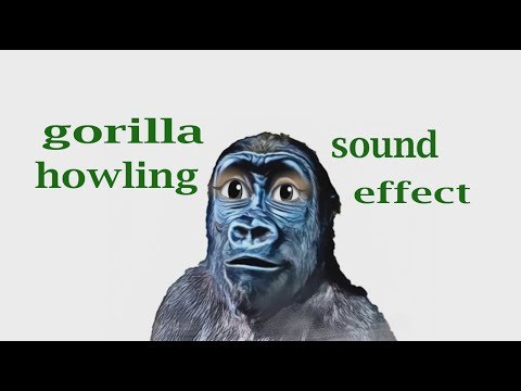 john roblox gorilla sound effect by CardioidStereoFuzz88017 - Tuna