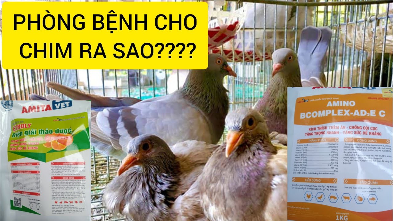 THỰC TẾ LỊCH PHÒNG BỆNH CHO CHIM BỒ CÂU RA SAO???