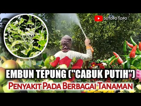 Video: Pengobatan Jamur Tepung Dahlia – Cara Mengatasi Jamur Tepung Pada Dahlia