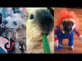 Funniest Animals That Got Me Ready For The Week 😼