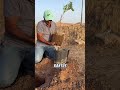 Çölde Orman Kurmak Mümkün mü? Bu Adam Başardı! 🌳