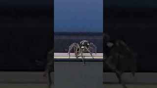 Jumping spider chasing a mouse. #spider #jumpingspider #mouse