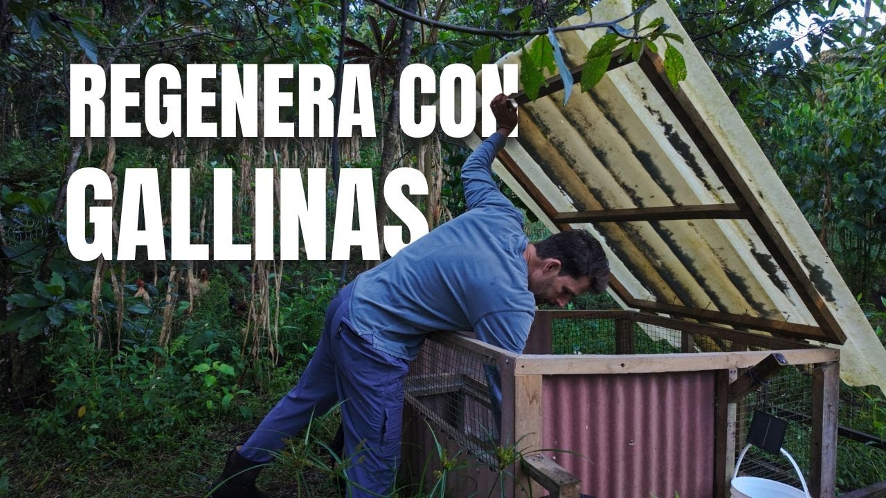 Cómo usar gallinas (y otros animales) para regenerar el suelo y ahorrar mucho trabajo