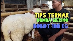 Cara Ternak Domba Merino Bobot 100 Kg - Cara Ternak Domba Pedaging - 78 Farm - 081228380678 - Durasi: 1.00. 