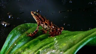 The Invisible Enemy Wiping Out Entire Species of Frogs