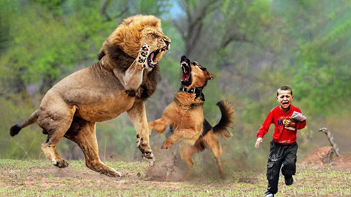 Dogs Being HERO | Best moment Animals That Saved Human Lives of 2025!