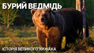 Бурий ведмідь — гігант, який підкорив ліси.