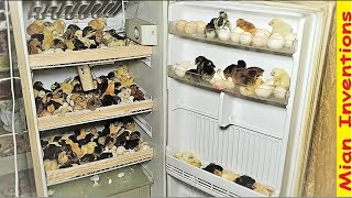 Hatch chicks In old Refrigerator (fridge ) - Egg incubator