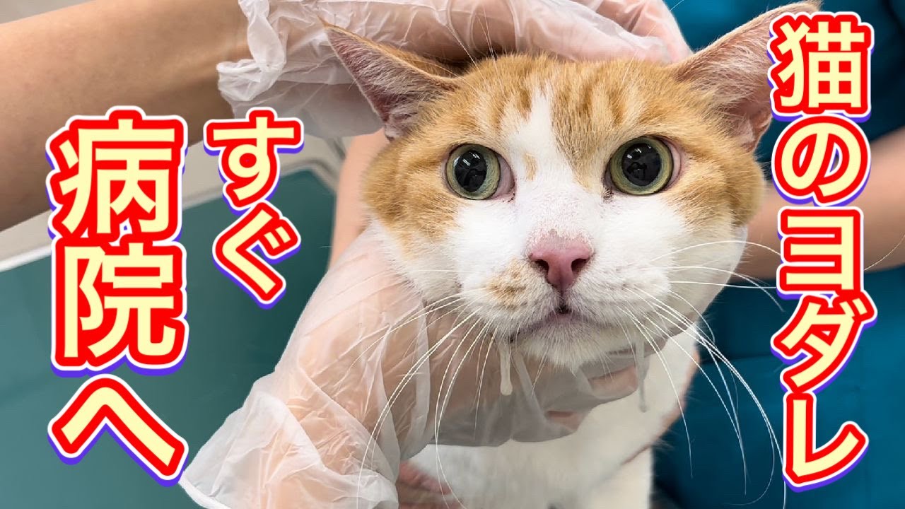 ねこさん 27歳の誕生日を迎えたご長寿猫さん 定期健診での落ち着いた様子に