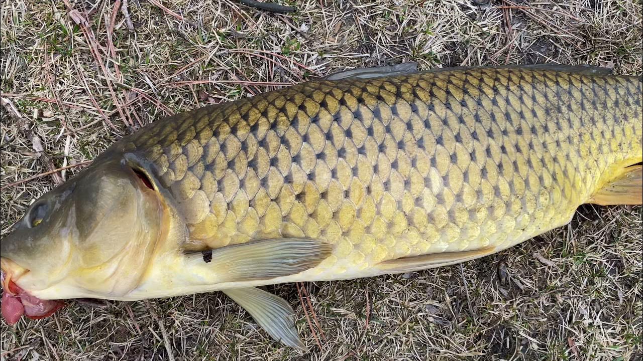 Catfishing And Catching Carp YouTube