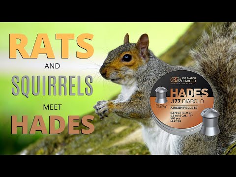 rats-and-squirrels-meet-hades---air-rifle-pest-control