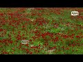 د بلخ ولایت دهدادي ولسوالۍ پسرلنۍ ښکلا