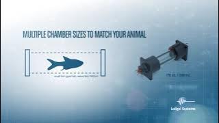 Introduction to Loligo® mini swim tunnels