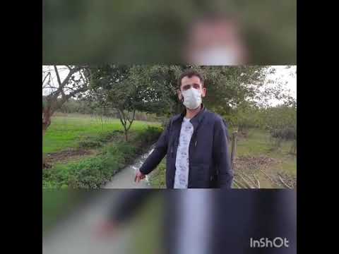Derenin Rengi değişiyor