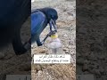شاهد ذكاء طائر الغراب عندما لم يستطيع الوصول الماء