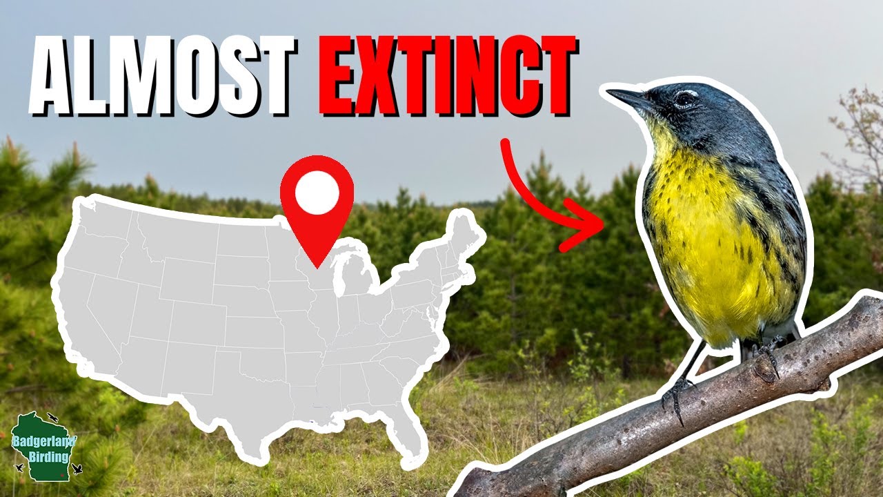 I Tracked Down the RAREST Warbler in the United States!