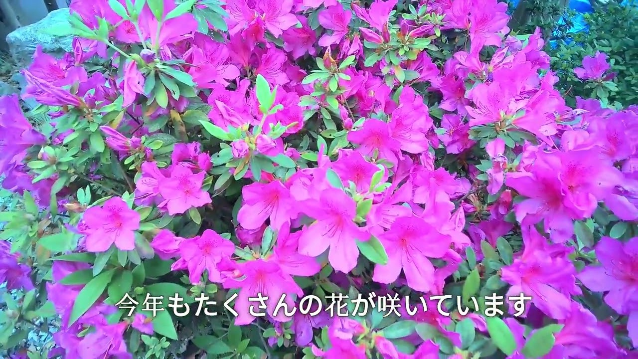 ツツジ（オオムラサキ）の花咲く（2025.4月）（字幕） - YouTube