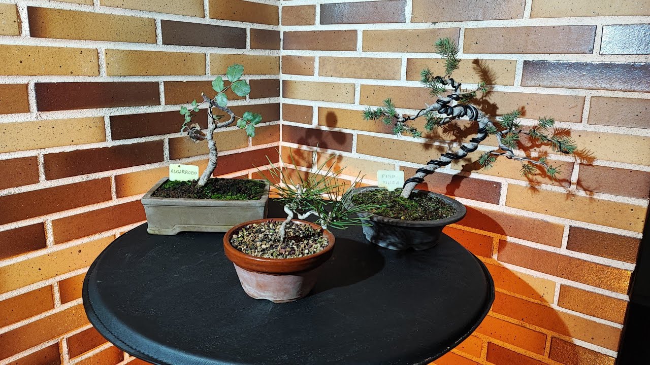 Mantenimiento, Poda y diseño de Algarrobo, Pino Rojo y Pinus Pinea (10/01/2022)