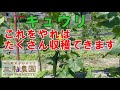 【きゅうり】たくさん収穫するために、この作業を繰り返していきます。NO458（2022.5.23）