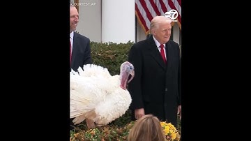 Turkeys Waddle and Gobble receive Trump pardon at White House in annual Thanksgiving ceremony