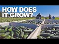 CUCUMBER  | How Does it Grow?