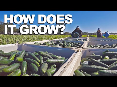 Video: Why Is The Harvest Of Cucumbers Not Happy?