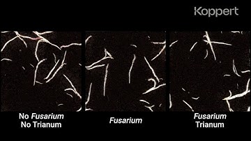 Fusarium Control with Trichoderma harzianum T-22 (Trianum) in Maize