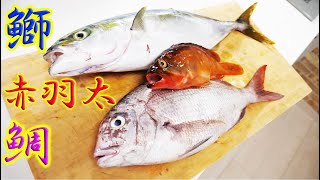 釣ってきた鰤・赤羽太・鯛で何ができるかな？