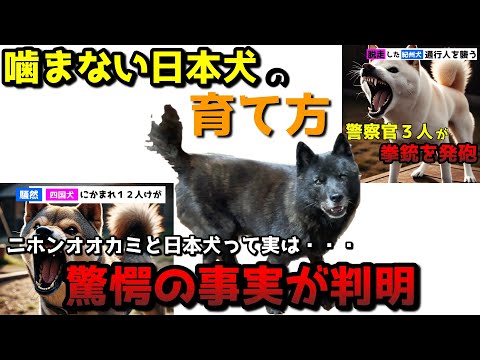 【日本犬のしつけ】噛む犬にしない為の具体的な方法