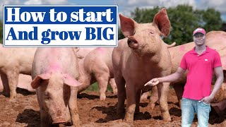 How to simply start from ZERO to HUNDRED in pig farming || Pig Farming in Nigeria