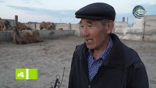 видео: МАЛ ӨСІРСЕҢ - ТҮЙЕ ӨСІР / АГРО АЙМАҚ / 30.04.2025 картинка: МАЛ ӨСІРСЕҢ - ТҮЙЕ ӨСІР / АГРО АЙМАҚ / 30.04.2025