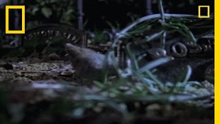 Burying Beetles | National Geographic