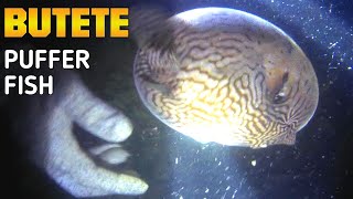 BUTETE OR PUFFER FISH! NAKAKAIN DAW TO? DON'T TRY IF YOU DON'T KNOW THE PROCESS!