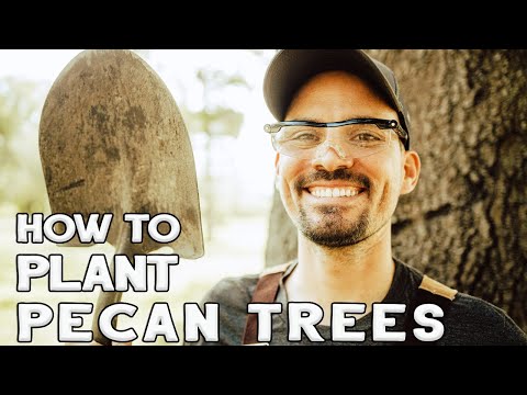 How To Plant Pecan Trees. Planting Pecan Trees With Ease