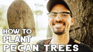 How To Plant Pecan Trees. Planting Pecan Trees With Ease