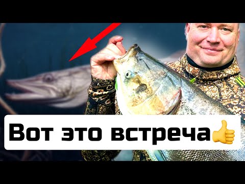 Подводная охота в