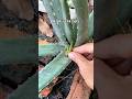Smart way to grow aloe vera #gardening #grow #aloevera #diy #tips #lifehacks