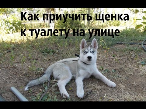 Как приучить щенка к туалету на улице.