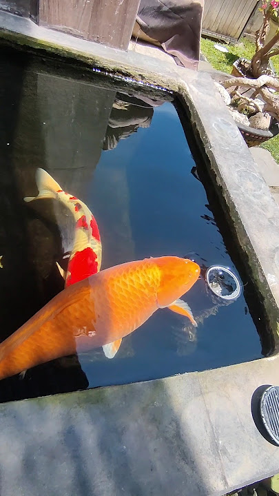 BEGINI CARA PERAWATAN AGAR KOI TEMBUS 75 CM HANYA DI KOLAM KECIL #koi #ikan #ikanhias