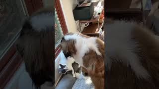 the adventures of draco and archie