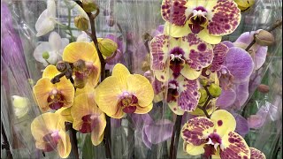 ОРХИДЕИ СЛЮНЯЧИЕ обзор НОВЫХ ОРХИДЕЙ в Ашан по два цветоноса у орхидей за 677 руб 070520