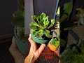 #suculentas #viral #plantas #suculentasecactos