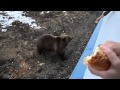 медведица пришла в гости покушать.Камчатка,Россия(bear came to visit out.Kamchatka, Russia)