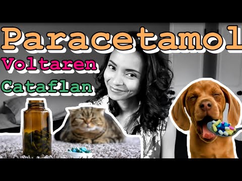 Vídeo: O Tylenol é Seguro Para Cães?