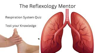 Respiratory System Quiz: How Much Do You Know? | Reflexology Student Revision